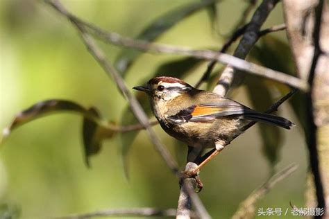 像麻雀的鳥